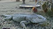 [Video] Récord de frío y nieve en Florida provoca una lluvia de iguanas