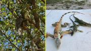 Lluvia de iguanas sorprende al sur de Florida: Las razones del fenómeno