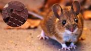 Cómo eliminar a las ratas de casa usando un poco de chocolate: trampa casera efectiva