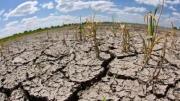 Alarma en la producción agrícola por falta de lluvias: “Puede haber muerte de plantas por sequía”