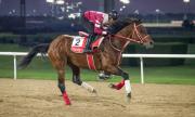 Forever Young con remate de 11.2 vuela en su último briseo antes de viajar para la Saudi Cup