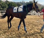 ¡Cuidado! ejemplar que se perdió en su debut con Toro Salvaje regresa a la pista con ejercicios llamativos