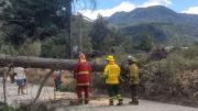 Principio de incendio en Lago Puelo por la caída de un árbol sobre el tendido eléctrico