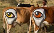 Por qué algunas vacas tienen ojos pintados en la espalda