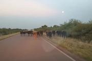 Alerta en Ruta 92: presencia de animales aumenta el riesgo de accidentes