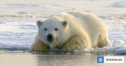 Cómo los osos polares se están adaptando a la pérdida de hielo en el Ártico y encuentran más comida