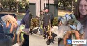 ¿Por qué están lloviendo iguanas en Florida, EEUU? Habitantes las recolectan