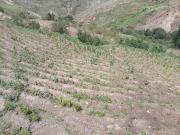 Diputada Basilia Cruz reporta graves daños por granizada en Ravelo y solicita intervención estatal