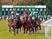 Pronósticos Tampa Bay Downs: picks gratis y el dato clave para el miércoles 4 de febrero