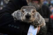 ¿Qué dice la marmota? El pronóstico de Phil que preocupa a los hipódromos en Estados Unidos
