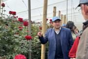 La exportación de flores por San Valentín caerá un 1% por aranceles de EE.UU.