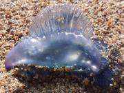 “Bichito violeta”: cómo actúa el veneno de fragatas portuguesas y por qué llegan a Uruguay