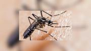 No sólo dengue: Cómo reconocer cada enfermedad potencialmente mortal que transmite mosquito que llegó a Chile