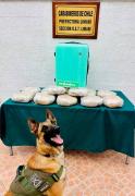 13 kilos de marihuana procesada incautada por olfato canino de Kairo