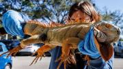 El fenómeno que explica por qué las iguanas caen de los árboles cuando hace frío en el sur de Florida