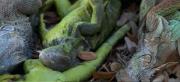 Florida bajo cero: El curioso fenómeno de las iguanas congeladas