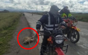 ¡DESALMADO! Motociclista amarra a un perro y lo obliga a correr detrás de su vehículo