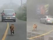 Un perrito fue abandonado en plena ruta y corrió desesperado detrás del auto