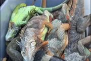 Sugieren matar humanamente a las iguanas congeladas por el frío en Florida