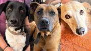 Murió un rescatista y buscan hogar para sus perros: fueron golpeados y temen por su seguridad