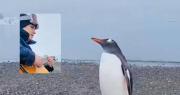 ¡Emocionante! Un joven tocaba su guitarra y un pingüino se detuvo a escucharlo