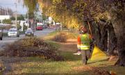 Habilitan trámites digitales para poda de árboles y mantención de áreas verdes