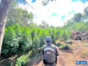 Concretan uno de los decomisos más grandes de la región de Ñuble: Más de $80 mil millones en droga