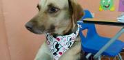Ayúdanos a encontrar a Princesa: La cachorrita de unas tareas