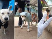 Frío extremo en Cuba: perros callejeros abrigados por vecinos ante temperaturas históricas