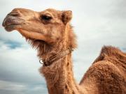 ¿Pasaporte para camellos?: el país de Oriente Medio que entregará documentos por un insólito motivo