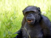 Murió Tomy, el chimpancé que llegó al zoo de La Plata en un plan canje y buscaron hacer sujeto de derecho