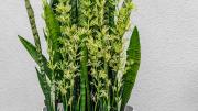 Ni abono ni fertilizante: el truco de jardinería para que la sansevieria estalle de flores en febrero