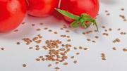 Si tenés semillas de tomate en casa, tenés un tesoro en tus manos: por qué y cómo reutilizarlas