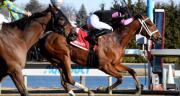 Maximus Meridius y Doc Sullivan medirán fuerzas en el Toboggan Stakes en Aqueduct, New York