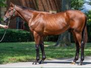 De Cooperstown a la pista: El potro Jeter busca un estreno de Grandes Ligas este jueves en Gulfstream Park