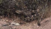 No hay antídoto en Chile: Los peligros de sufrir la mordedura de serpiente de cascabel y sus características
