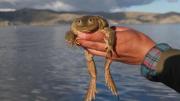 Operativo en Huatajata frena consumo de ranas gigantes del lago Titicaca
