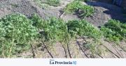 Allanamiento en Rivadavia: secuestran armas, municiones y marihuana