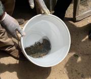 Fiscalía y Policía aprehenden en un operativo a tres personas por tráfico ilegal de Ranas Gigantes en peligro de extinción 