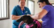 Sala Veterinaria Municipal de Ovalle superó las 4 mil atenciones durante 2025