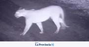Revuelo en Zonda por la presunta aparición de un puma en zonas urbanas