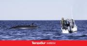 Se formaliza el Estudio de Impacto Ambiental para el Avistaje Embarcado de Ballenas Sei