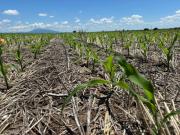 La campaña gruesa avanza con expectativas moderadas en el NOA