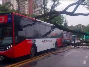 Choque entre dos colectivos en las barrancas de Belgrano: la caída de dos árboles provocó el impacto