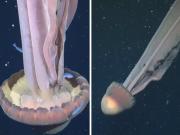 Tras descubrir una medusa del tamaño de un micro escolar, científicos del Conicet piden seguir investigando el océano profundo