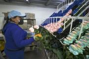 Millones de rosas viajan desde Ecuador al mundo por San Valentín