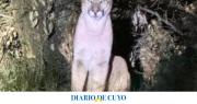Alarma en Zonda por el avistamiento de un puma cerca de viviendas