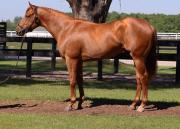 ¡Agárrense de las manos! The Puma busca la gloria en el Sam F. Davis Stakes