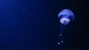 Majestuosa: grupo de investigadores capta en el Mar Argentino a medusa gigante que mide lo mismo que un bus escolar