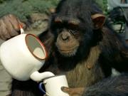 Un estudio demuestra que los monos son capaces de jugar al té con agua imaginaria: “Es emocionante”